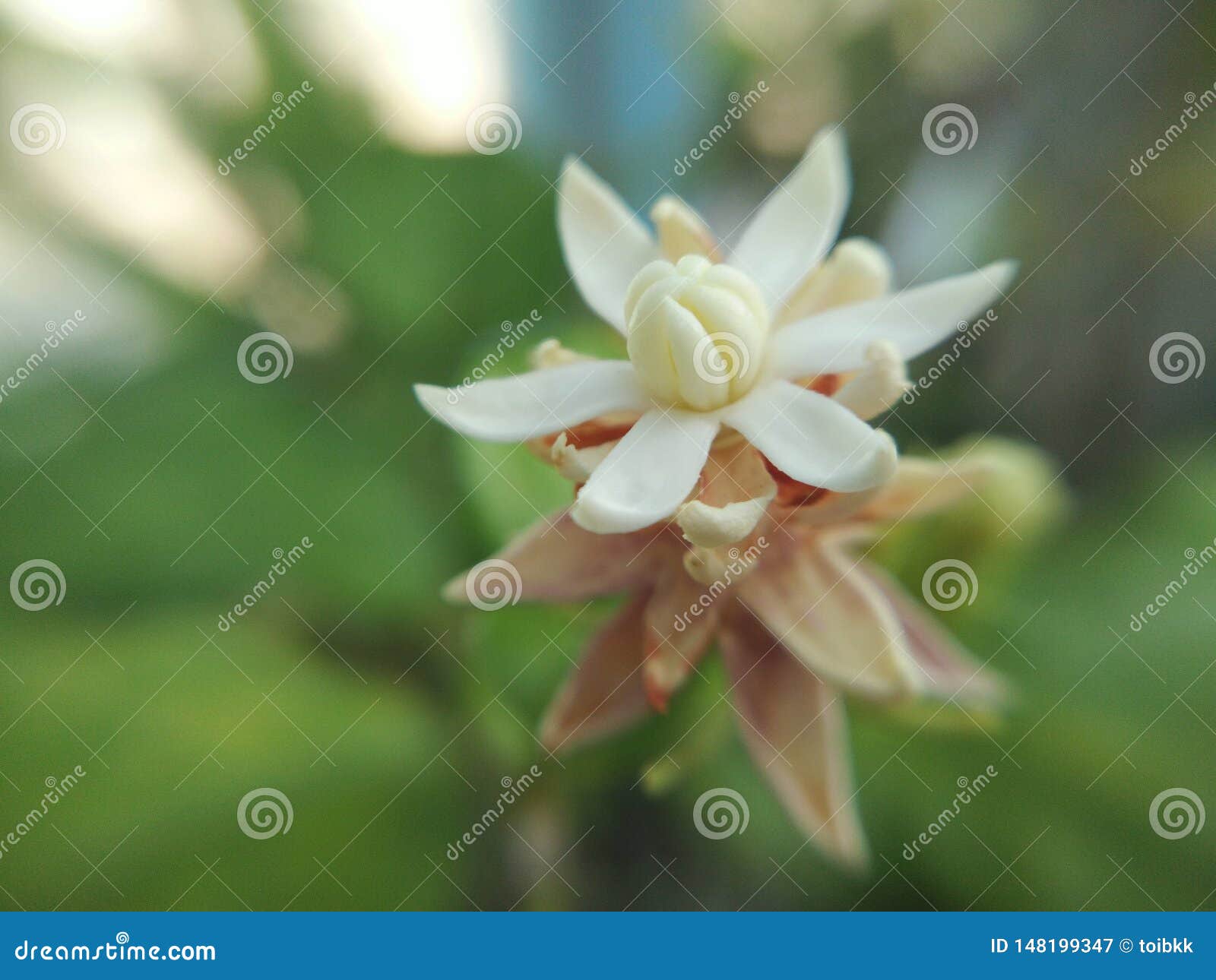macro jasminumÃÂ  sambacÃÂ l. aiton mali chat phikunm